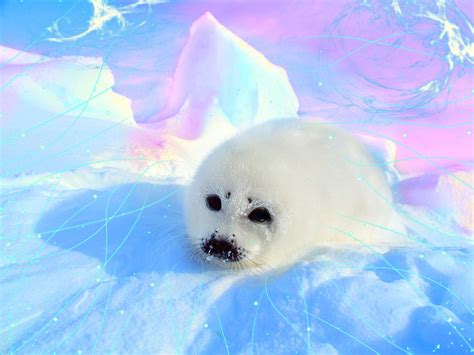 Cute Baby Seal Cute Baby