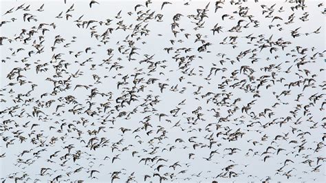 New Research Explores The Mechanics Of How Birds Flock Unc Chapel Hill