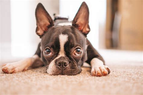 How To Care For An Older Boston Terrier The Terrier Guide
