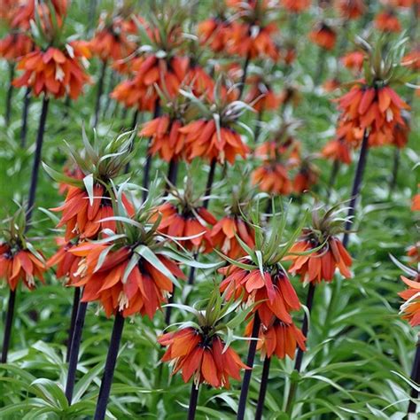 Buy Crown Imperial Bulb Fritillaria Imperialis Rubra £299 Delivery By