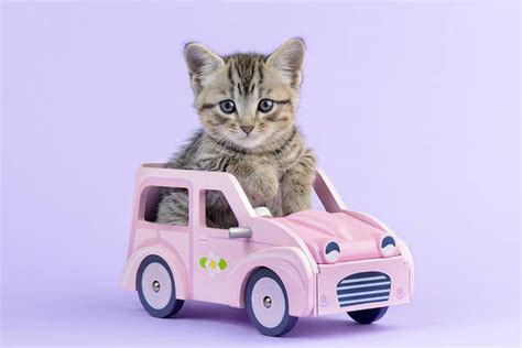 Open a walmart credit card to save even more! Cats Art for Sale (Page #32 of 278)