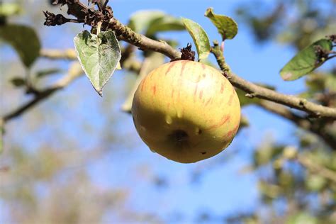 Apple Fruit Tree Free Photo On Pixabay