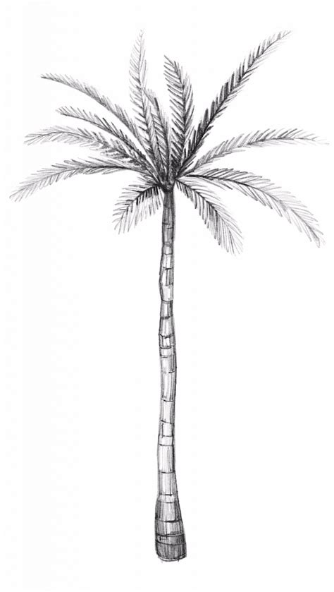 How To Draw A Palmetto Tree Northernpossession24