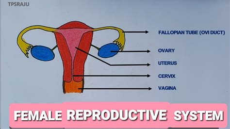 How To Draw Female Reproductive System Easily The Structure Of Female Reproductive System