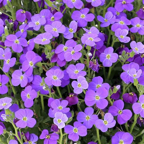Check spelling or type a new query. Breeders Seeds Ltd - Perennials - Aubrieta - Audrey F1