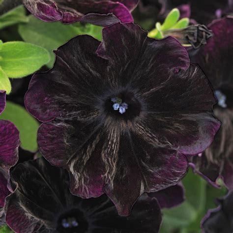 17 Best Types Of Black Flower Plants To Grow