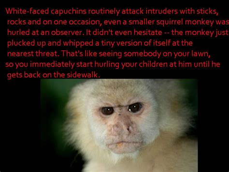 White Faced Capuchins Routinely Attack Intruders With Sticks Rocks And