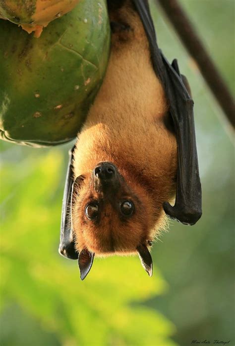 Chiroptophobia As Ignorance Rules Mortal Fear Of Bats Grips Nipah Hit