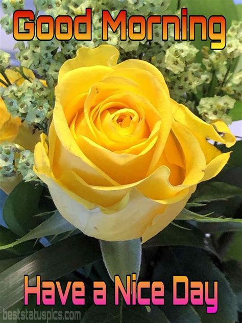Use them in commercial designs under lifetime, perpetual & worldwide rights. Yellow Good Morning Images With Rose Flowers - Lookalike