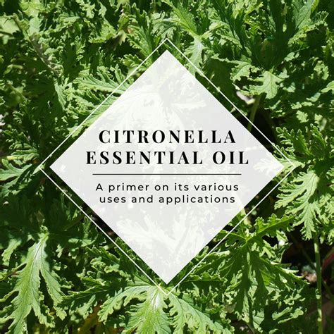 How To Use Citronella Essential Oil Dengarden