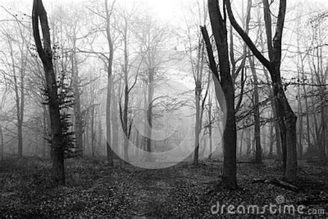 English Woodland On A Foggy Misty Morning Stock Image Image Of Mist