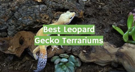 Top 5 Best Leopard Gecko Terrariums November 2023 Review ReptileProfy