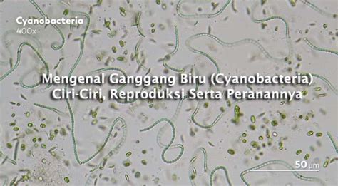 Mengenal Ganggang Biru Cyanobacteria Ciri Ciri Reproduksi Serta