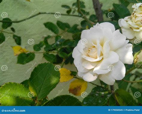 Beautiful White Rose Flower Blooming In Flowerpot In The Garden Nature