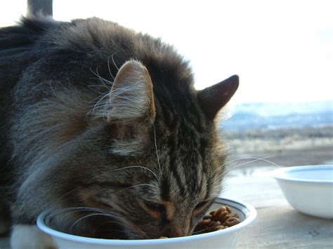 With dry food, you can expect your cat to chew it more actively and take longer to eat; Best dry cat foods (with caveats) | Natural Cat Care Blog