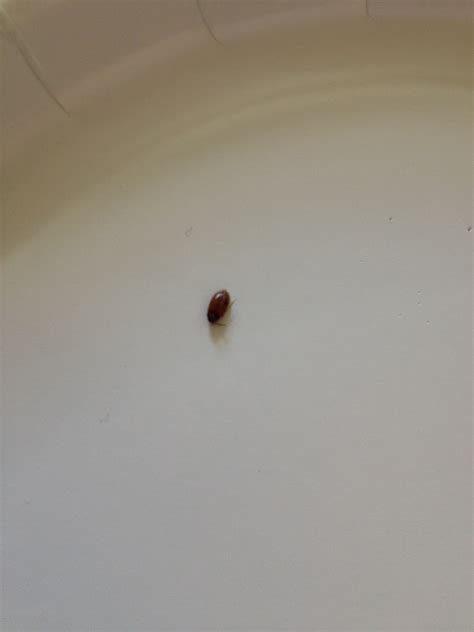 Tiny Brown Bugs In House F