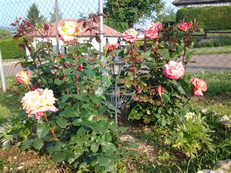 Rose De Mon Jardin Jardins Rose