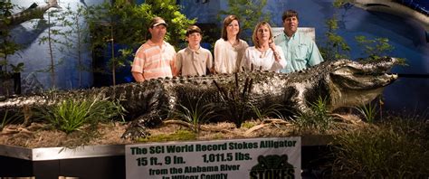 Alabama wildlife experts say an alligator attack is extremely rare. Record-Setting Alligator Makes Its Public Debut - ABC News