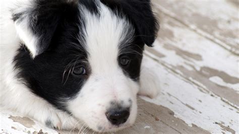 Border Collie Puppy Hd Wallpaper For Desktop And Mobiles 4k Ultra Hd