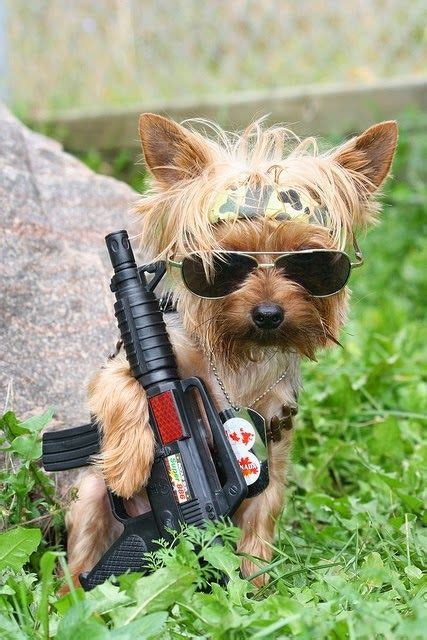 37 Dogs With Guns Ideas Dogs Funny Animals Funny Dogs