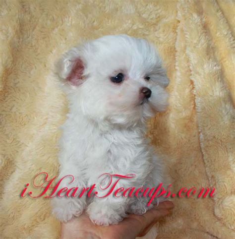 Teacup Puppy Pictures