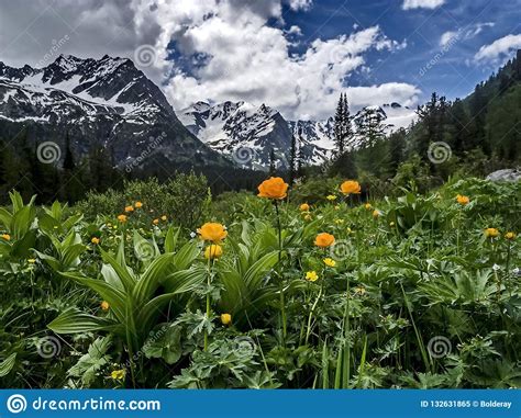 Yellow Field Flowers Against Mountains And Mountain Lake Flower Valley