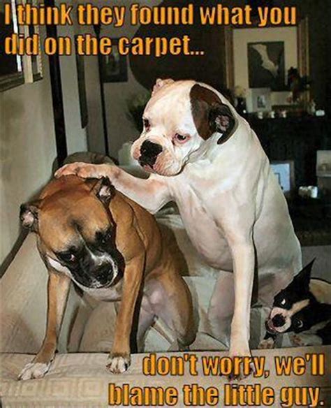 21 Of The Best Boxer Dog Memes The Paws