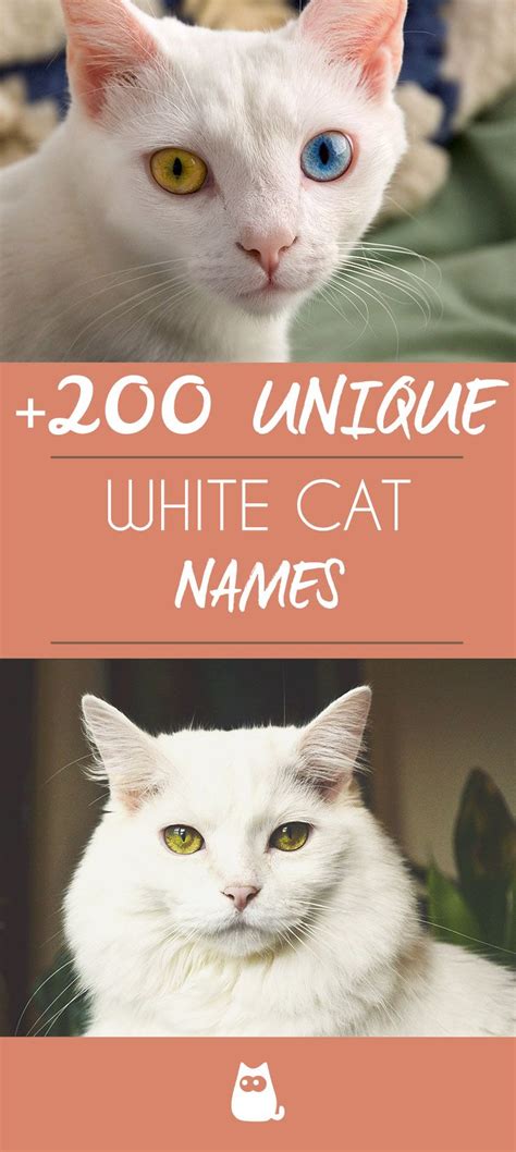 Cat Names Girl Black And White