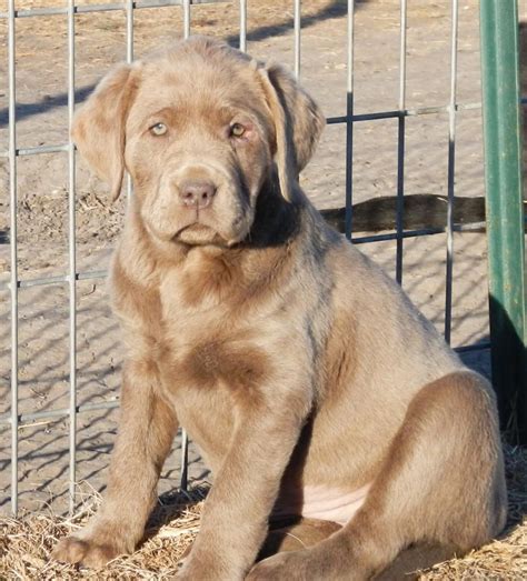 This department handles everything involving services for students learn more. champagne labrador - Google-søgning | Lab puppies ...