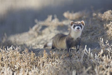 Black Footed Ferret Rarest Mammal In North America Appears In