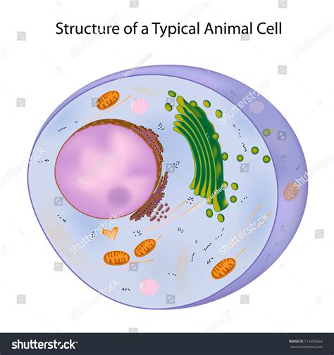 A Typical Animal Cell Stock Photo 112395263 Shutterstock