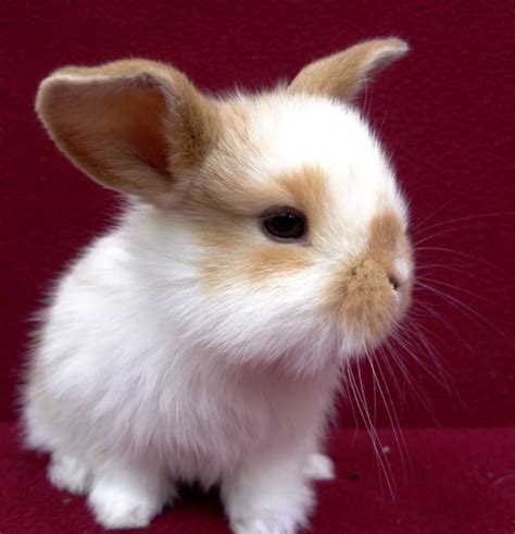 16 Mini Lop Bunnies For Sale Waterloo Iowa Rabbits For Sale In Iowa