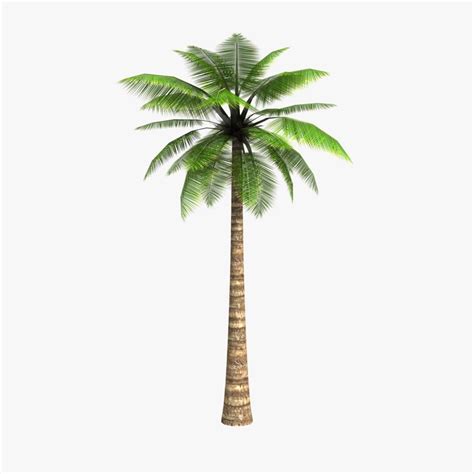 3d Model Of Low Poly Palm Tree