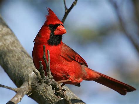 Photo Oiseau Cardinal