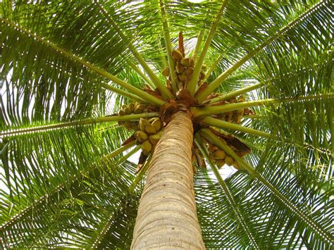 Coconut From Sri Lanka Memorable Sri Lanka Trees To Plant Tree