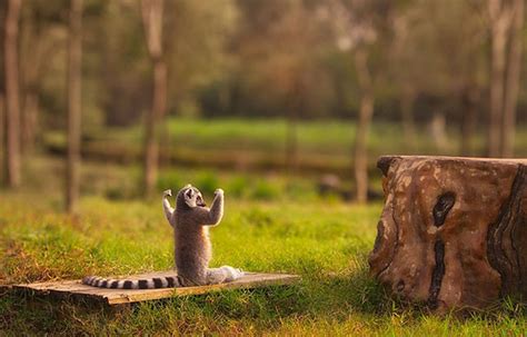 These 25 Animals Will Teach You How To Do Yoga Bored Panda