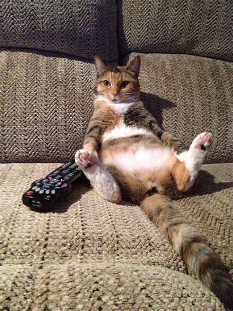 Couch Potato Funny Cat Pictures Cute Animals Crazy Cats