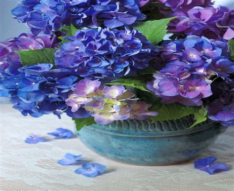 Hydrangea Purple Hydrangea HD Wallpaper Pxfuel