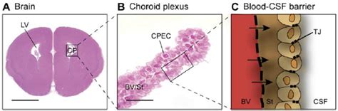 The Choroid Plexus And The Bloodcsf Barrier A The Choroid Plexuses
