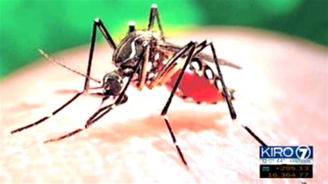Breaking 4 Cases Of Zika Virus Confirmed In Canada Youtube