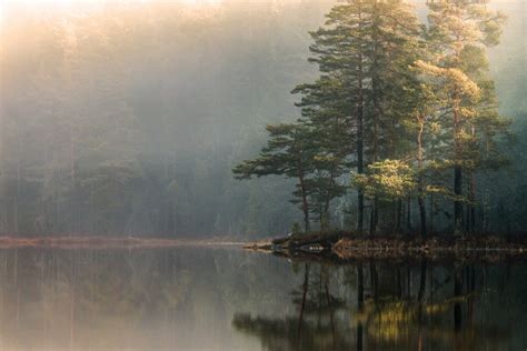Landscape Nature Mist Lake Forest Sunrise Trees Reflection