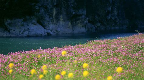 River Between Flower Field And Mountain During Daytime Hd Nature