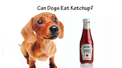 A daily columbus email you'll actually love. Can Dogs Eat Ketchup? - Dogsintl