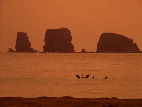 Pelican Mimics Rock Photograph By Kym Backland Pixels