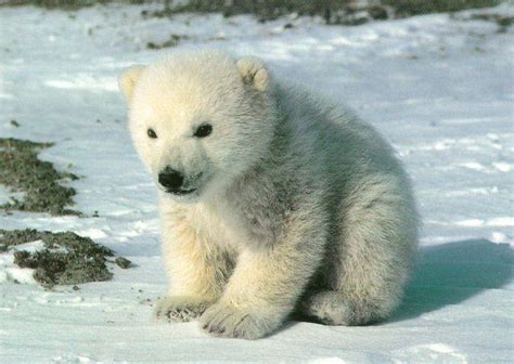 Endangered Polar Bears And Why We Should Care Green
