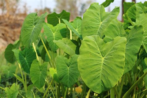 Alocasia Elephant Ear Poisoning In Dogs Symptoms Causes Diagnosis
