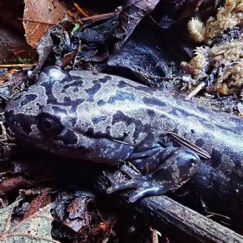 Dicamptodon Tenebrosous Coastal Giant Salamander Things Of
