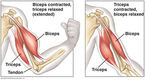 Bicep And Tricep Muscles 187 Plays Quizizz