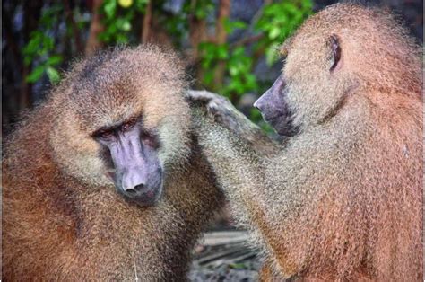 Male Friendships Vs Male Reproductive Success In Wild Guinea Baboons