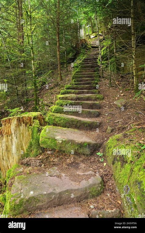 Hiking In The Black Forest Germany Stock Photo Alamy